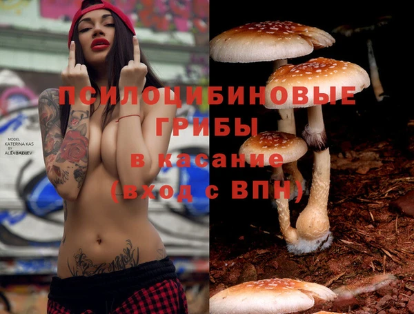 сатива Ельня